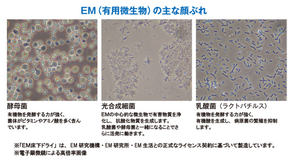 EM（有用微生物）の主な顔ぶれ　酵母菌・光合成細菌・乳酸菌（ラクトバチルス）